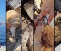 Δωδεκάνησα: Κτηνοτρόφος άφησε χωρίς νερό και τροφή 50 αιγοπρόβατα στη βραχονησίδα Μακρύ – Πολλά νεκρά και ετοιμοθάνατα ζώα (βίντεο)