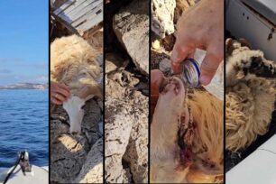 Δωδεκάνησα: Κτηνοτρόφος άφησε χωρίς νερό και τροφή 50 αιγοπρόβατα στη βραχονησίδα Μακρύ – Πολλά νεκρά και ετοιμοθάνατα ζώα (βίντεο)