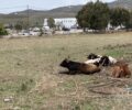 Μύκονος: Από το 2020 έχει καταγγελθεί κτηνοτρόφος που αφήνει ελεύθερες αγελάδες με αποτέλεσμα τον θάνατο μοτοσικλετιστή