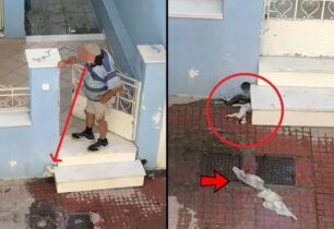 Νέα Φιλαδέλφεια Αττικής: Με ψεύδη προσπαθούν να καλύψουν τον δολοφόνο που έπνιξε δύο γατάκια μέσα στη σωλήνα (βίντεο)
