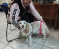 Περιστέρι Αττικής: Βρήκαν την ιδιοκτήτρια του σκύλου που εγκατέλειψε το ζώο της σε πάρκο