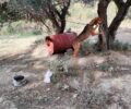 Πλατανίτης Αιτωλοακαρνανίας: Παραμένει μονίμως αλυσοδεμένο το βαρελόσκυλο παρά την καταγγελία (βίντεο)