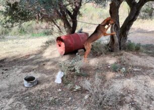 Πλατανίτης Αιτωλοακαρνανίας: Παραμένει μονίμως αλυσοδεμένο το βαρελόσκυλο παρά την καταγγελία (βίντεο)