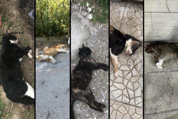 Πυλαία Θεσσαλονίκης: Συγκέντρωση διαμαρτυρίας 12/11 για τις δολοφονίες ζώων με φόλες