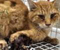 Ρόδος: Βρέθηκε η γάτα που παγιδεύτηκε σε δόκανο – Θα ακρωτηριαστεί το πόδι της (βίντεο)