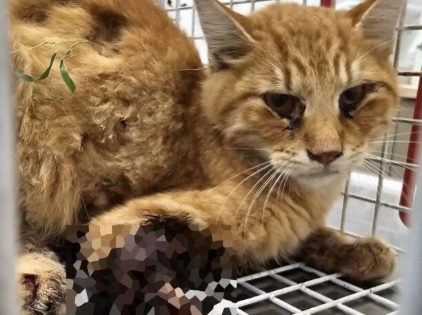 Ρόδος: Βρέθηκε η γάτα που παγιδεύτηκε σε δόκανο – Θα ακρωτηριαστεί το πόδι της (βίντεο)