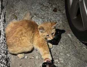Ρόδος: Αναζητούν γάτα που παγιδεύτηκε σε δόκανο τοποθετημένο σε πεζοδρόμιο στην Ανάληψη