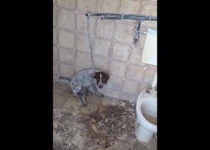 Ρόδος: Έσωσαν σκύλο που τον κακοποιούσε άνδρας – Τον είχε δεμένο χωρίς τροφή και νερό (βίντεο)