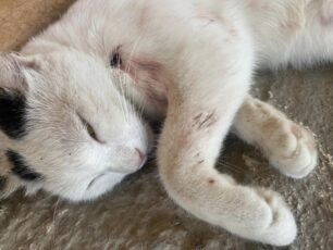 Σαμοθράκη: Βρήκαν γάτα ξανά τραυματισμένη πυροβολημένη με αεροβόλο