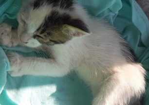 Σαμοθράκη: Βρήκαν γατάκι μέσα σε τσουβάλι πεταμένο στα ερείπια