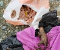 Σαμοθράκη: Βρήκαν επτά νεογέννητα κουτάβια μέσα σε σακούλα πεταμένα στην παραλία Μακρυλιές