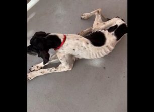 Σαντορίνη: Ακόμα ένας σκελετωμένος σκύλος κακοποιημένος από κυνηγό (βίντεο)