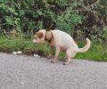 Σερβωτά Τρικάλων: Έκκληση για σκύλο που έχει στον λαιμό του κομμάτι πλαστικού σωλήνα (βίντεο)