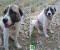 Έκκληση για τον σκύλο που βρέθηκε μόνος του στη Δρακόλιμνη Τύμφης
