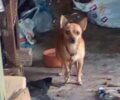 Χανιά: Καταδικάστηκε ερήμην παράνομος εκτροφέας σκυλιών στις Στέρνες Ακρωτηρίου που απειλούσε να σκοτώσει τις καταγγέλλουσες