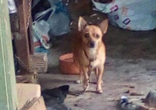 Χανιά: Καταδικάστηκε ερήμην παράνομος εκτροφέας σκυλιών στις Στέρνες Ακρωτηρίου που απειλούσε να σκοτώσει τις καταγγέλλουσες
