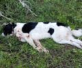 Ζάκυνθος: Κατήγγειλε τον κυνηγό που σκότωσε σκύλο με καραμπίνα κατ’ εντολή της ιδιοκτήτριας του