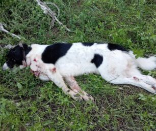 Ζάκυνθος: Κατήγγειλε τον κυνηγό που σκότωσε σκύλο με καραμπίνα κατ’ εντολή της ιδιοκτήτριας του