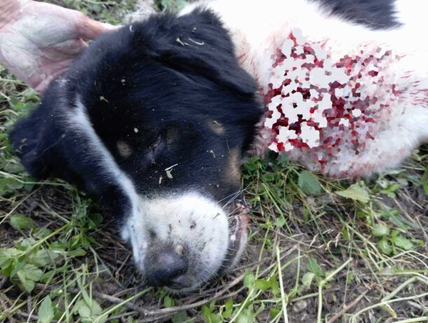 Ζάκυνθος: Ελεύθερος με περιοριστικούς όρους άνδρας που σκότωσε σκύλο κατ’ εντολή της θείας του – Προσεχώς η δίκη