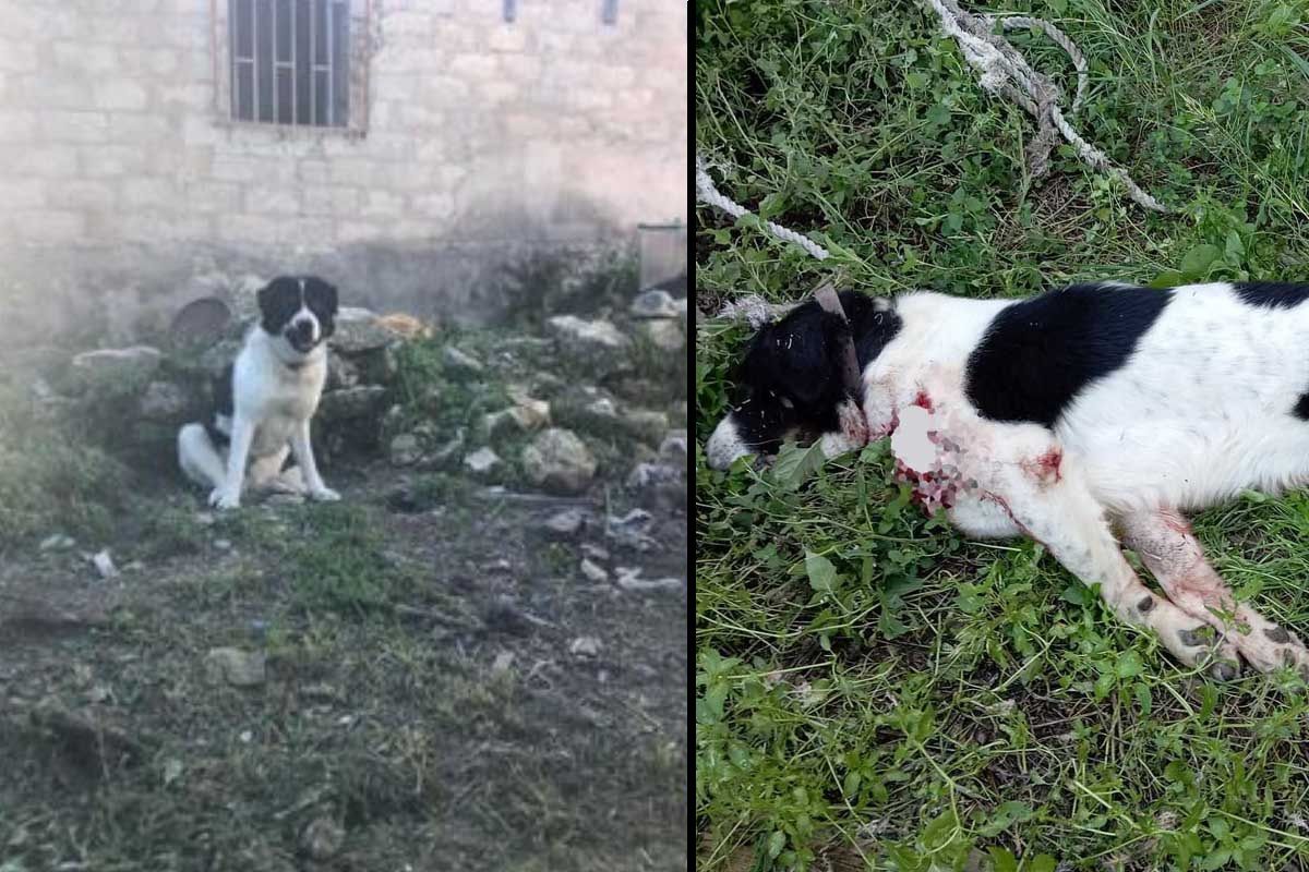 Ζάκυνθος: Κακοποιούσε τον σκύλο της η 63χρονη πριν δώσει εντολή στον ανιψιό της να τον σκοτώσει (βίντεο)