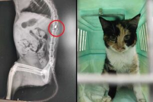 Αιγάλεω Αττικής: Έκκληση για τη φροντίδα γάτας που βρέθηκε πυροβολημένη με αεροβόλο και έμεινε παράλυτη