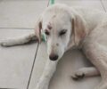 Αλεξανδρούπολη Έβρου: Θηλυκό σκυλάκι βρέθηκε άγρια κακοποιημένο στα γεννητικά του όργανα