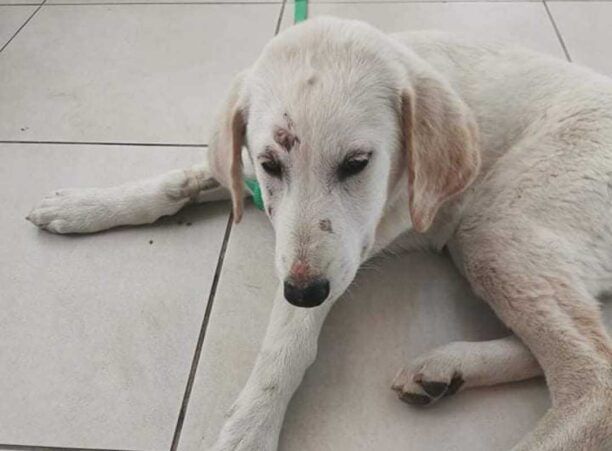 Αλεξανδρούπολη Έβρου: Θηλυκό σκυλάκι βρέθηκε άγρια κακοποιημένο στα γεννητικά του όργανα