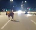 Ανάβυσσος Αττικής: Αφήνει το άλογο του ελεύθερο εκτεθειμένο στη λ. Σουνίου και κανείς δεν νοιάζεται να αποτρέψει θανατηφόρο τροχαίο (βίντεο)