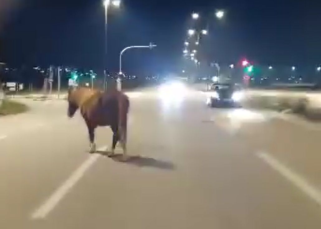 Ανάβυσσος Αττικής: Αφήνει το άλογο του ελεύθερο εκτεθειμένο στη λ. Σουνίου και κανείς δεν νοιάζεται να αποτρέψει θανατηφόρο τροχαίο (βίντεο)