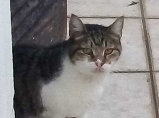 Χάθηκε αρσενική στειρωμένη γάτα στο Περιστέρι Αττικής