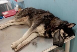 Π.Φ.Ο.: Ανησυχητική υποβάθμιση της υπόθεσης του άγριου βασανισμού σκύλου στην Αράχωβα Βοιωτίας