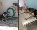 Η ανακοίνωση του Δήμου Διστόμου Αράχωβας Αντίκυρας για την άγρια κακοποίηση του σκύλου
