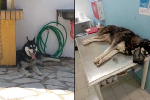 Η ανακοίνωση του Δήμου Διστόμου Αράχωβας Αντίκυρας για την άγρια κακοποίηση του σκύλου