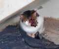 Άργος Ορεστικό Καστοριάς: Έκκληση για να σωθεί γάτα με βγαλμένο μάτι