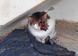 Άργος Ορεστικό Καστοριάς: Έκκληση για να σωθεί γάτα με βγαλμένο μάτι
