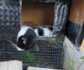 Αθήνα: Με φόλες εξοντώνει γάτες σε Πολύγωνο και Γκύζη