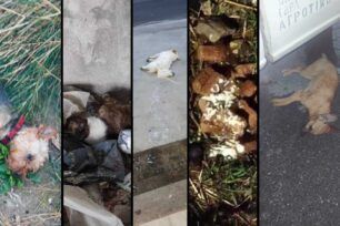 Επισκοπή Ρεθύμνου: Με φόλες δολοφόνησε πολλά σκυλιά