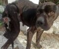 Μαλαώντας Εύβοιας: Σκύλος σκελετωμένος με κομμένα αυτιά βρέθηκε εξαθλιωμένος