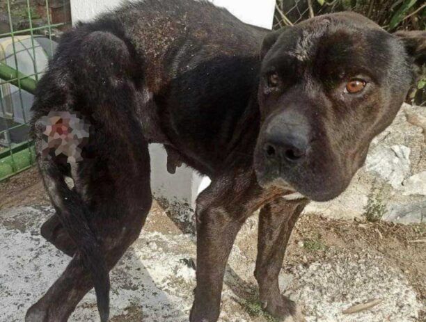 Μαλαώντας Εύβοιας: Σκύλος σκελετωμένος με κομμένα αυτιά βρέθηκε εξαθλιωμένος