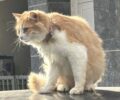 Γιαννιτσά Πέλλας: Έκκληση για να πιαστεί γάτα που περιφέρεται με θηλιά στον λαιμό