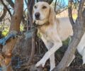 Ηλεία: Σκελετωμένος σκύλος δεμένος με αλυσίδα βρέθηκε εγκαταλελειμένος στο δάσος Στροφυλιάς (βίντεο)