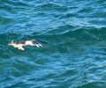 Ιθάκη: 7 δολοφονημένες γάτες βρέθηκαν πεταμένες στη θάλασσα στο λιμάνι