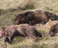 Καστοριά: Κυνηγός πυροβόλησε και σκότωσε αρκούδα με τα δύο αρκουδάκια της (βίντεο)