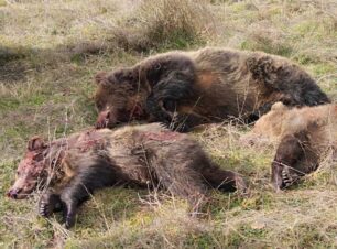Καστοριά: Κυνηγός πυροβόλησε και σκότωσε αρκούδα με τα δύο αρκουδάκια της (βίντεο)