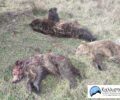Η Καλλιστώ ζητάει την επικήρυξη του κυνηγού που δολοφόνησε τρεις αρκούδες εντός NATURA στην Καστοριά