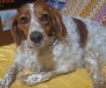 Βρέθηκε - Χάθηκε θηλυκός στειρωμένος σκύλος ράτσας Επανιέλ Μπρετόν στη Νέα Σμύρνη Αττικής