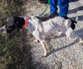 Καταγγέλλει τον Δήμο Κομοτηνής για την επανένταξη σκελετωμένου σκύλου