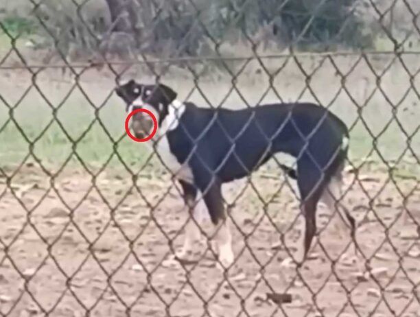 Λαύριο Αττικής: Έσωσαν τον σκύλο που στο στόμα του είχε σφηνώσει κονσέρβα (βίντεο)