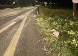 Λαύριο Αττικής: Ακόμα ένας σκύλος βρέθηκε νεκρός και αποδείχτηκε ότι είχε πυροβοληθεί με κυνηγετικό όπλο