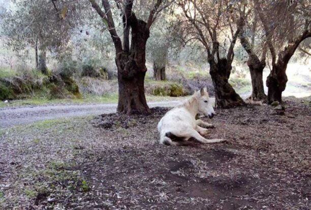 Λέσβος: Έγινε ευθανασία στο μουλάρι που υπέφερε καθώς η Περιφέρεια Βορείου Αιγαίου αδιαφόρησε παρανόμως για τη φροντίδα του